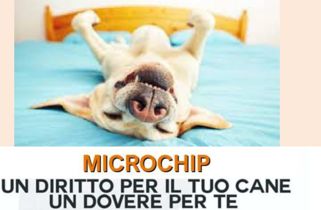 Microchip animali d'affezione